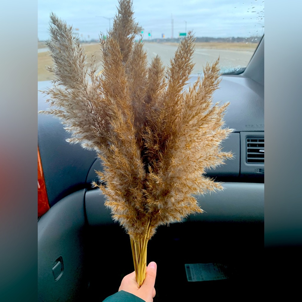 Real Pampas grass